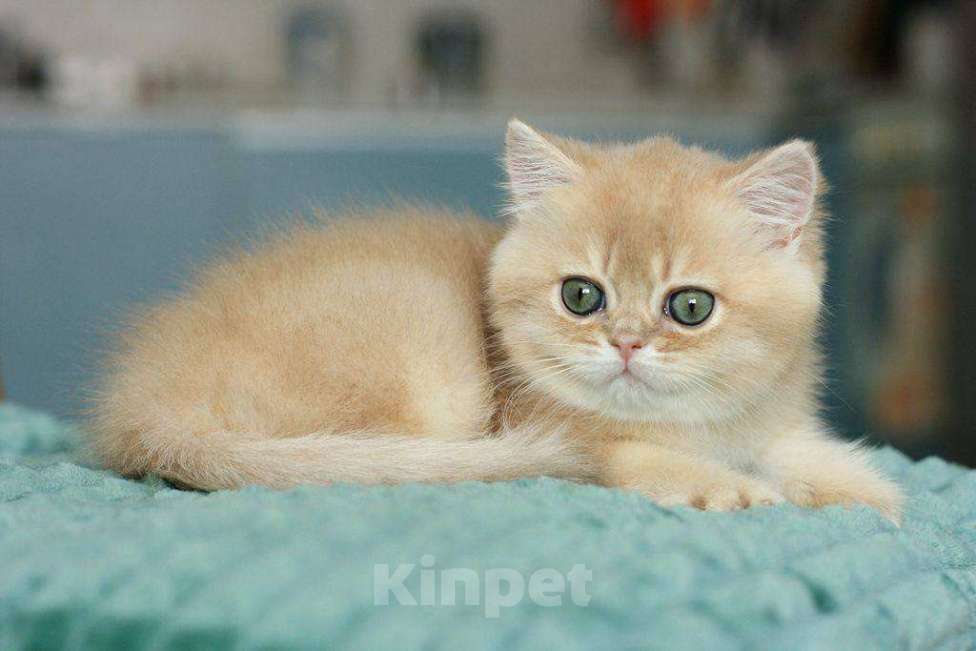 Кошки в Москве: Британский мальчик Ксеон Мальчик, 120 000 руб. - фото 3