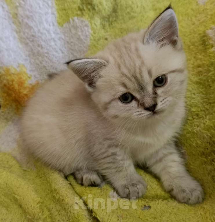 Кошки в Краснодаре: Шотландская прямоухая девочка Девочка, 12 000 руб. - фото 6
