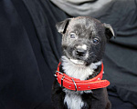 Собаки в Краснодаре: Отдам щенка, 2 месяца Мальчик, 10 руб. - фото 2