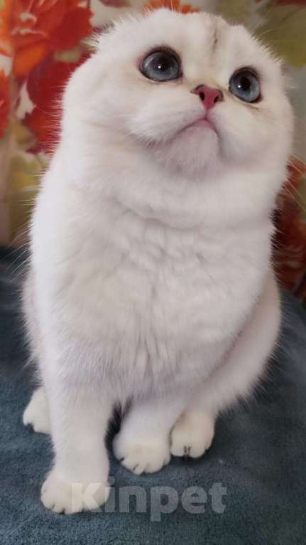 Кошки в Нижнем Новгороде: Элитные шотландские кошечки-фолдочки Девочка, 30 000 руб. - фото 3