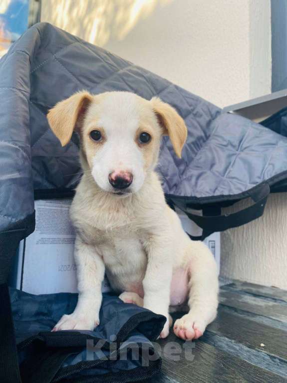 Собаки в Сочи: Две сестрёнки-непоседы ищут дом! Девочка, Бесплатно - фото 1