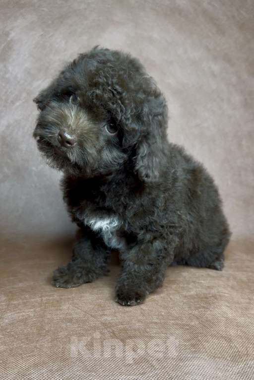 Собаки в Москве: Микс пуделя f2 девочка. Девочка, Бесплатно - фото 1