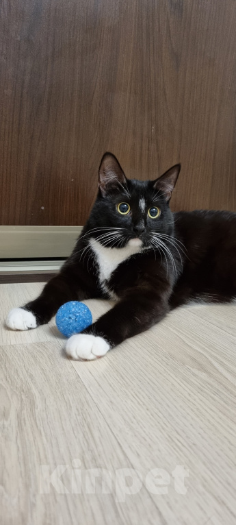 Кошки в Москве: Том и Джерри  Мальчик, 7 руб. - фото 6