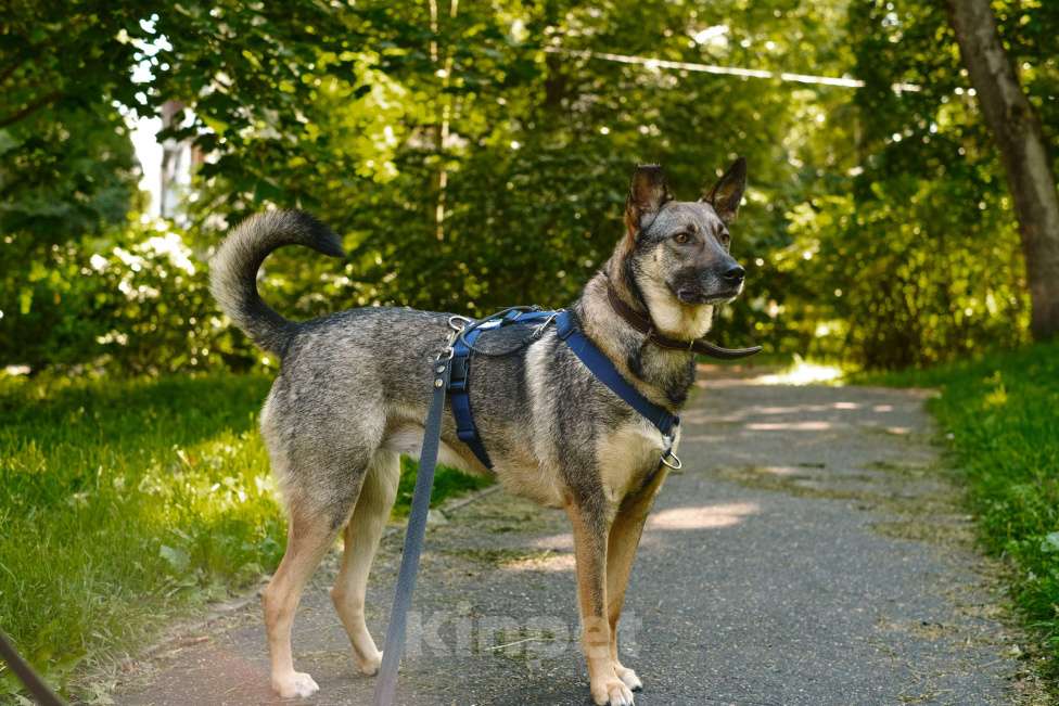 Собаки в Санкт-Петербурге: Мэй из приюта в добрые руки Девочка, Бесплатно - фото 9