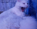 Кошки в Сызрани: Благородный Мейн Кун, 4 руб. - фото 5