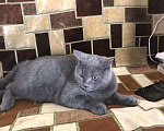 Кошки в Мураше: Кот на вязку, 1 000 руб. - фото 1
