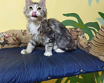Кошки в Ливны: Котята мейн кун, 15 000 руб. - фото 3
