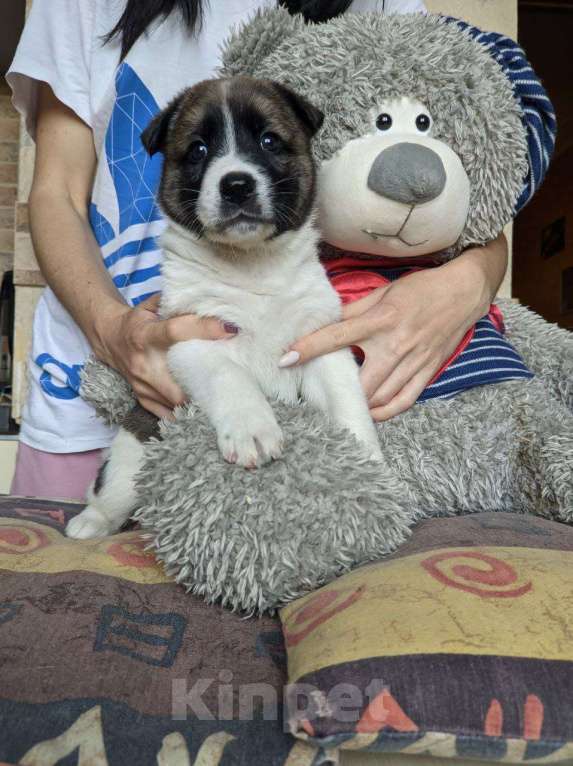 Собаки в Москве: Метисы лайки  Девочка, 1 руб. - фото 4