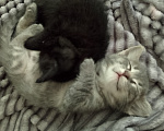 Кошки в Самаре: Котенок черный в добрые руки~ Мальчик, Бесплатно - фото 1