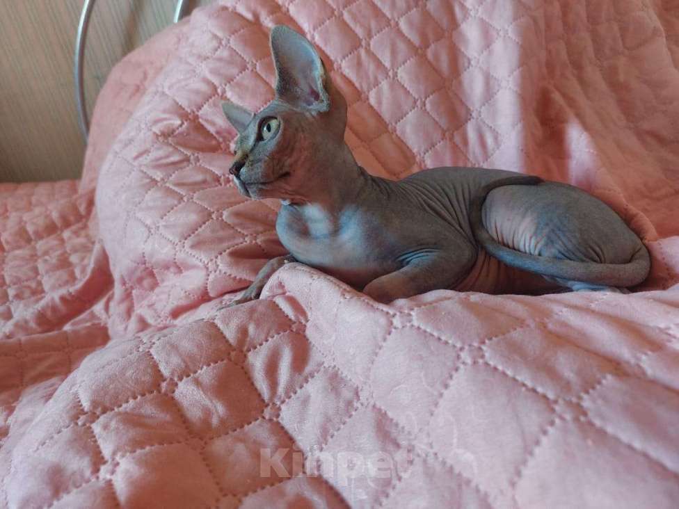 Кошки в Москве: Котята Канадского сфинкса, ласковые, игривые, замечательные  Девочка, Бесплатно - фото 3