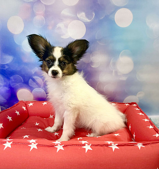 континентальный той спаниель папийон