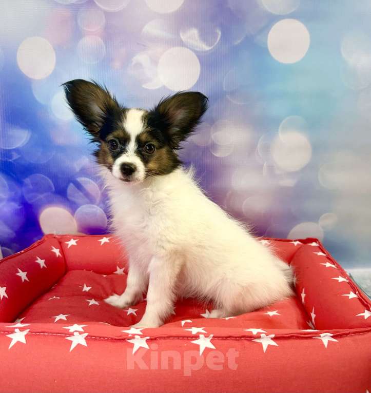 Собаки в Воронеже: континентальный той спаниель папийон Девочка, Бесплатно - фото 1