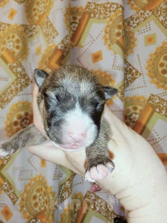 Собаки в Москве: Бультерьер стандартный, щенок Мальчик, Бесплатно - фото 8