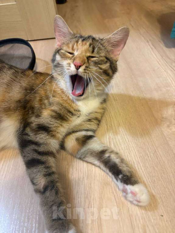 Кошки в Мурином: Кошечка в добрые руки Девочка, Бесплатно - фото 2