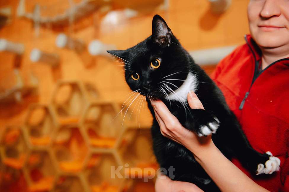 Кошки в других городах Московской области: Усик ждет свою семью! Мальчик, Бесплатно - фото 5