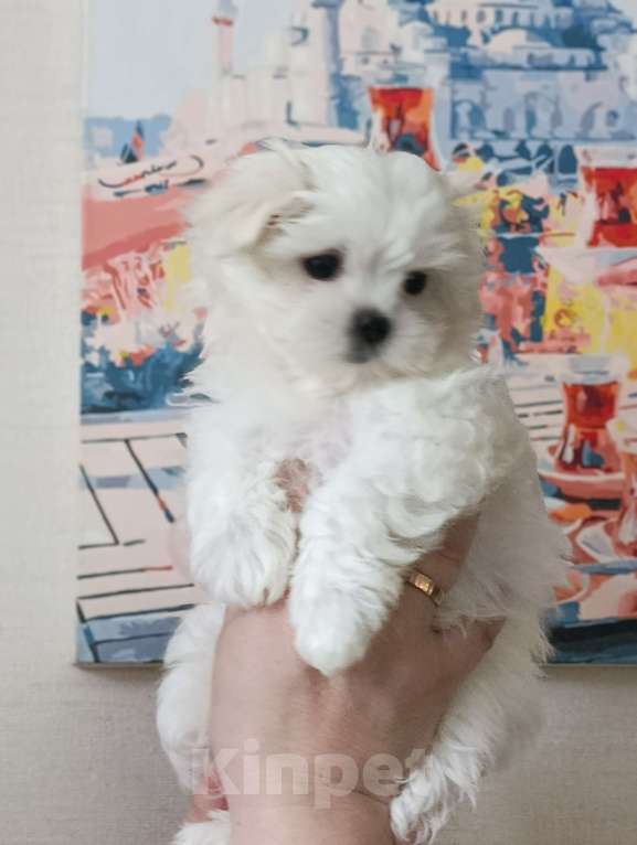 Собаки в Казани: Шенки от хороших производителей Разнополые, 50 000 руб. - фото 1