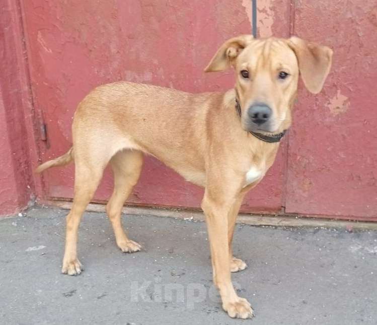 Собаки в Москве: Рыжая Полли в дар Девочка, Бесплатно - фото 6