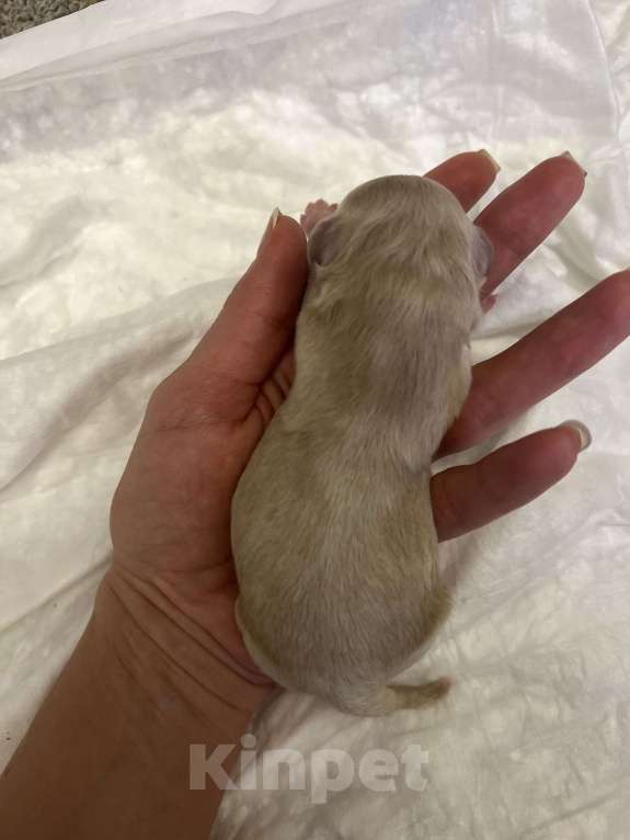 Собаки в Москве: Мальчик мальтипу f1 мини Мальчик, 65 000 руб. - фото 2