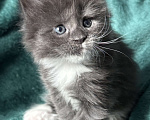 Кошки в Хабаровске: Мейн кун полидакт Девочка, 120 000 руб. - фото 4