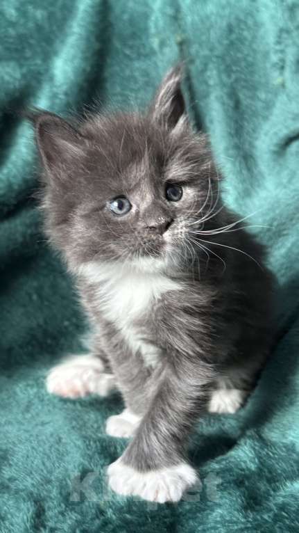 Кошки в Хабаровске: Мейн кун полидакт Девочка, 120 000 руб. - фото 4