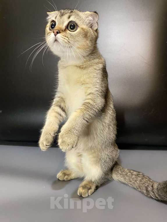 Кошки в Москве: Шотландцы Мальчик, 20 000 руб. - фото 3