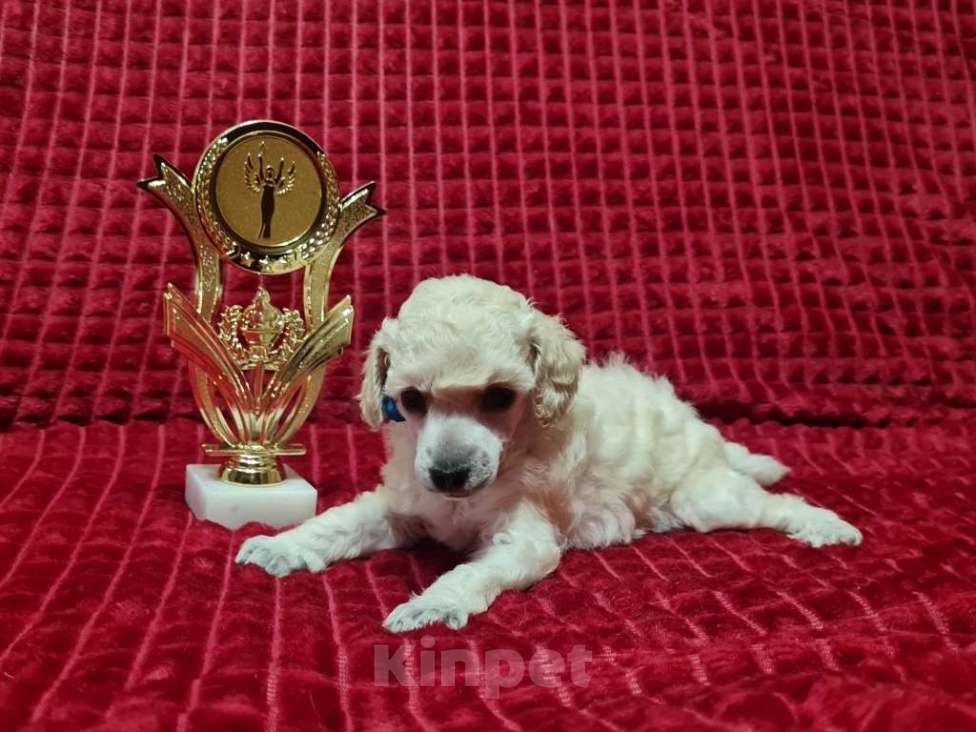 Собаки в Москве: Миниатюрный пудель белый мальчик Мальчик, 70 000 руб. - фото 3