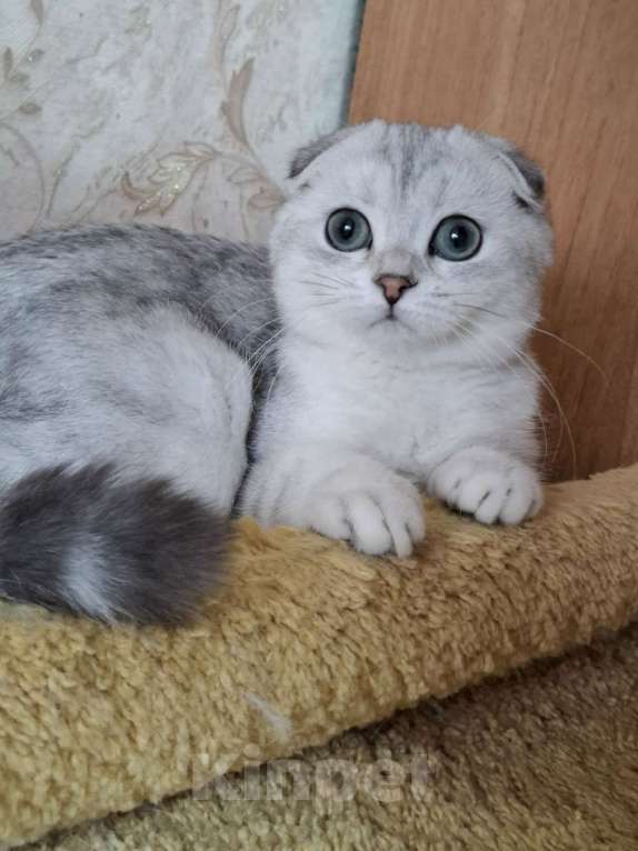 Кошки в Москве: Скоттиш фолд кошечка Ника Девочка, 55 000 руб. - фото 5
