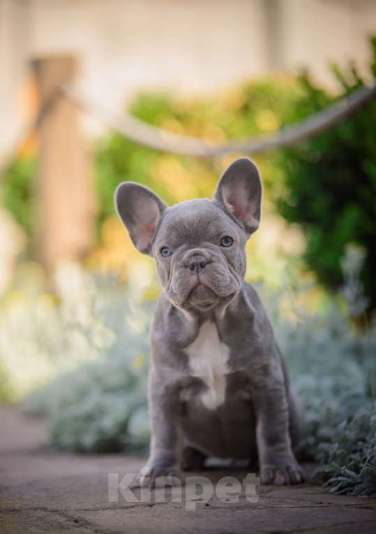 Собаки в Белгороде: Французский бульдог щенки Девочка, 90 000 руб. - фото 2