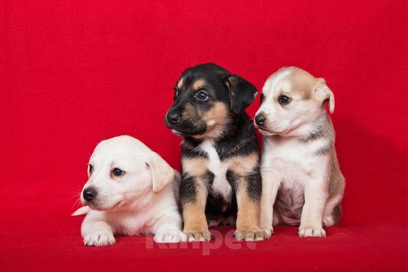 Собаки в Москве: Щенки от лабрадора и БШО в добрые руки Мальчик, 1 руб. - фото 2
