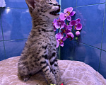 Кошки в Краснодаре: Африканский котенок Мальчик, 230 000 руб. - фото 3