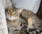 Кошки в Красногорске: Котик Саймон 5 месяцев ищет дом Мальчик, Бесплатно - фото 6