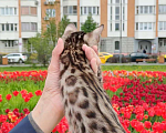 Кошки в Москве: Бенгальский мальчик Ф2  Мальчик, 25 000 руб. - фото 3