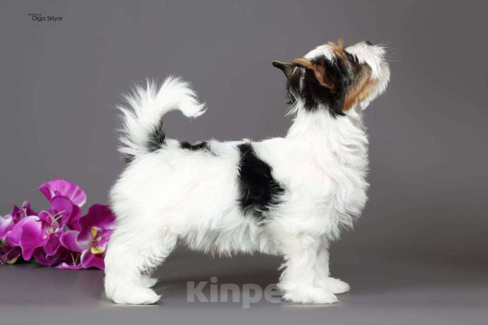 Собаки в Екатеринбурге: Бивер йорк остался 1 мальчик Мальчик, 70 000 руб. - фото 5