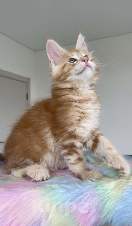 Кошки в Москве: Мейн кун полидакт  Мальчик, Бесплатно - фото 3