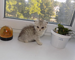 Кошки в Москве: Шотландский вислоухий короткошёрстный котёнок Девочка, 16 000 руб. - фото 5