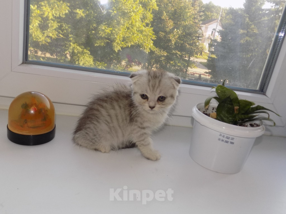 Кошки в Москве: Шотландский вислоухий короткошёрстный котёнок Девочка, 16 000 руб. - фото 5