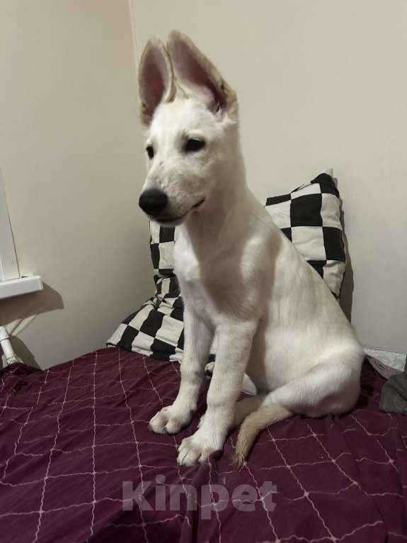 Собаки в Серпухове: Щенок Белой Швейцарской Овчарки Мальчик, 1 000 руб. - фото 2