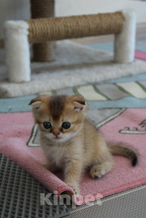 Кошки в Москве: вислоухая девочка-шотландец Девочка, 22 000 руб. - фото 2