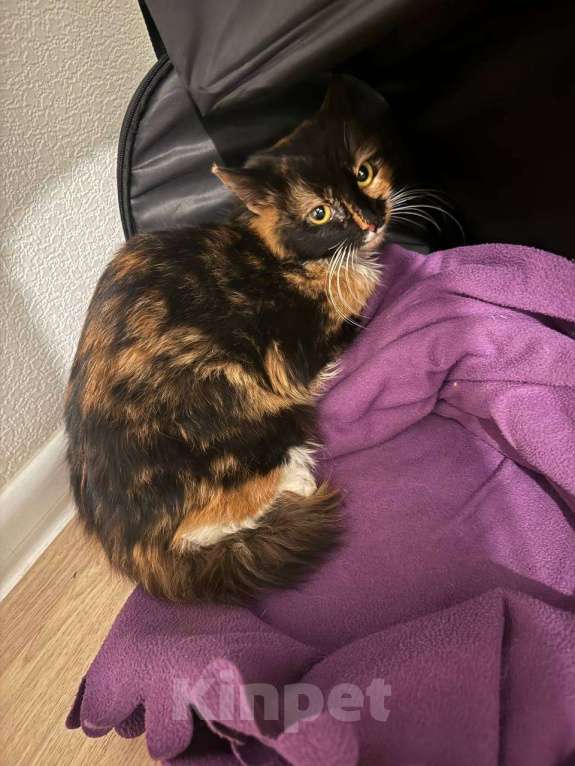 Кошки в Красногорске: Роза отчаянно нуждается в заботливых руках любящей семьи Девочка, Бесплатно - фото 2