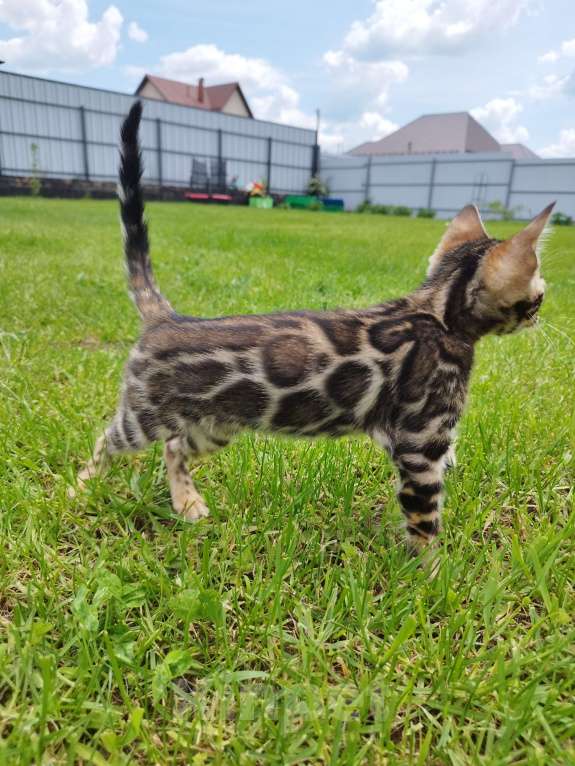 Кошки в Ярославле: Бенгальская девочка  Девочка, 50 000 руб. - фото 3