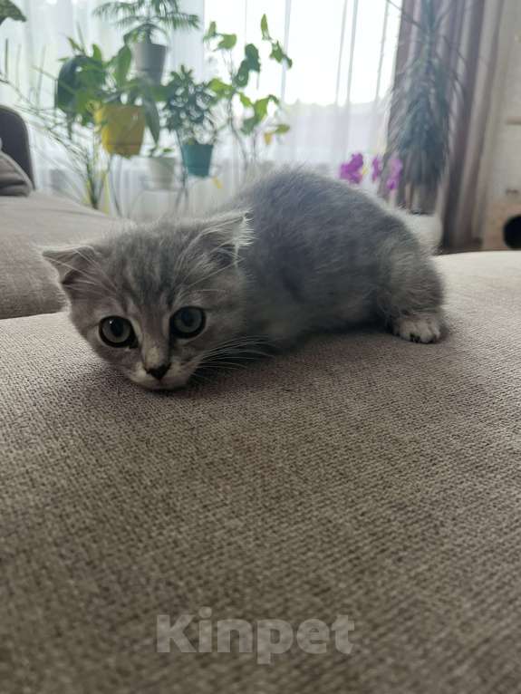 Кошки в других городах Самарской области: Шотландские котята вислоухие Девочка, 1 500 руб. - фото 3