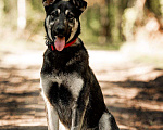 Собаки в Москве: Молодой кобель по кличке Чейз в поисках дома! Мальчик, Бесплатно - фото 3