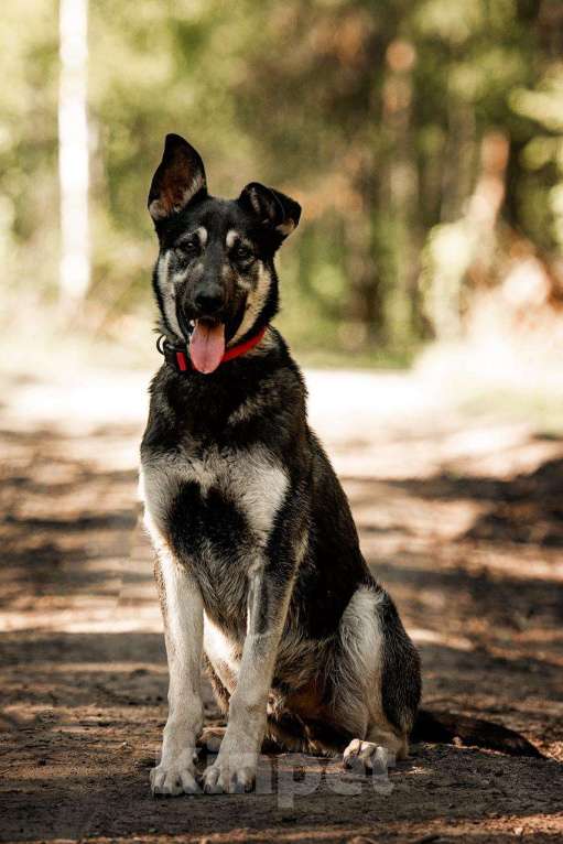 Собаки в Москве: Молодой кобель по кличке Чейз в поисках дома! Мальчик, Бесплатно - фото 3