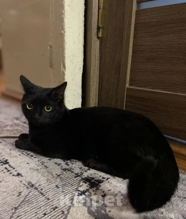 Кошки в других городах Московской области: Котик в добрые ручки Мальчик, 1 руб. - фото 1