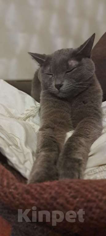 Кошки в Твери: Отдам кота в добрые руки Мальчик, Бесплатно - фото 3