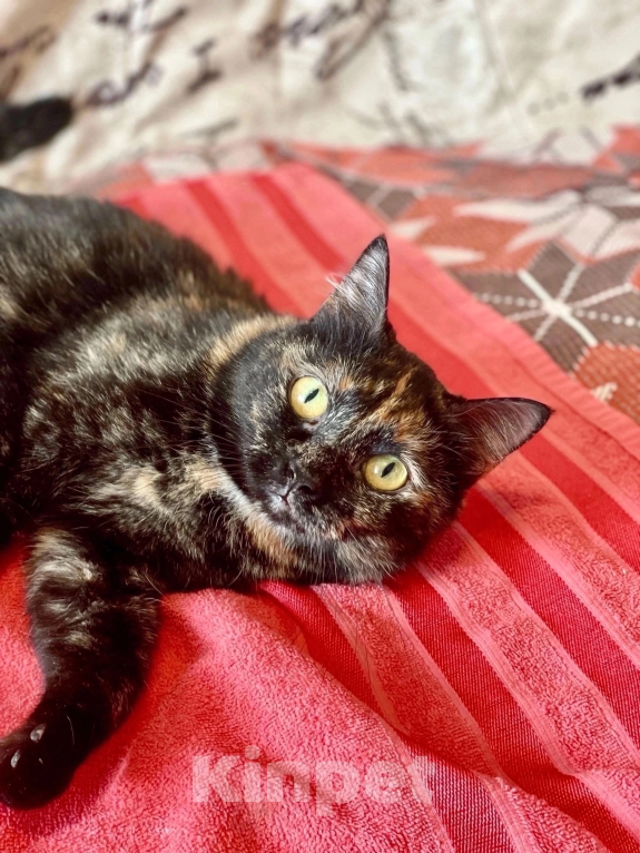 Кошки в Санкт-Петербурге: Юся хочет домой🐈🏡 Девочка, Бесплатно - фото 2