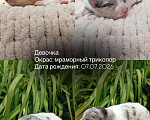 Собаки в Москве: Щенки бордер колли Разнополые, Бесплатно - фото 5