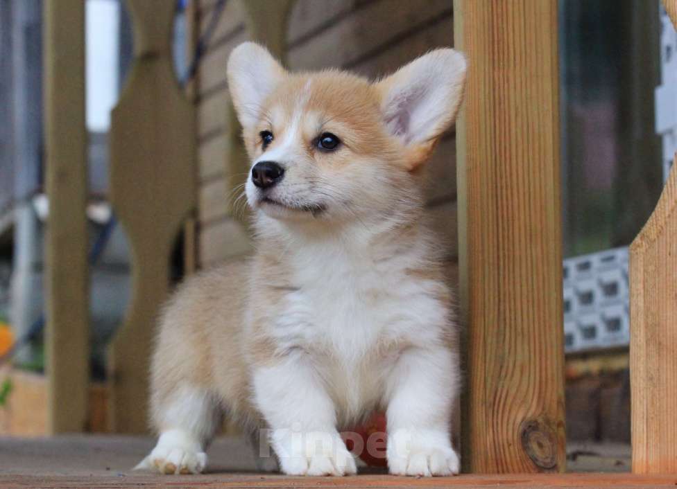 Собаки в Москве: Amansi Just about love Девочка, 70 000 руб. - фото 4