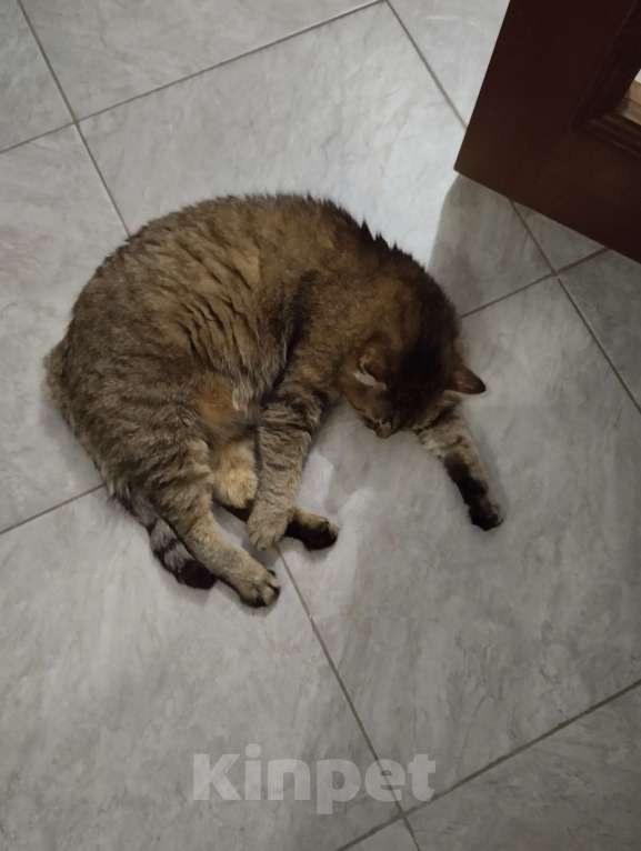 Кошки в Воронеже: Пропал кот Мальчик, Бесплатно - фото 1