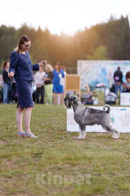 Собаки в Перми: Шнауцер щенки  Девочка, 45 000 руб. - фото 2